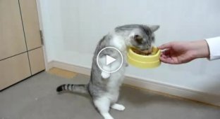 Кот который ест стоя