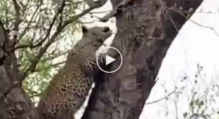 Детёныш леопарда скинул тушу импалы на голову своей матери