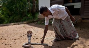 Укротитель змей, Шри-Ланка (27 фото)