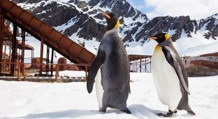 Пингвины в Антарктиде (26 фото)