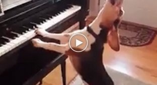 Собака играет на пианино и «поет» песню