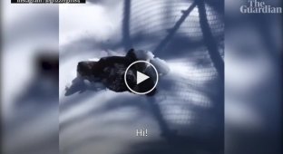 В Канаде рейнджер засняла на камеру, как медведь выходит из спячки