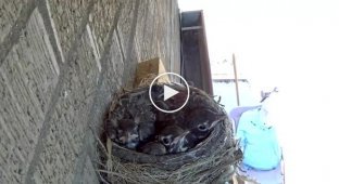 Во время прямой трансляция ястреб похитил птенцов зарянки из гнезда