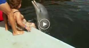 Дельфин и настоящая русалка