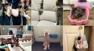 20 доказательств того, что у котов действительно девять жизней (21 фото)