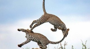 В кенийском заповеднике братья-хищники продемонстрировали игривую драку с акробатическими элементами (4 фото)