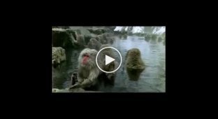 СПА для обезьян