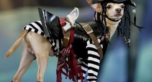  Собаки в костюмах (15 Фото)