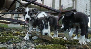 200 щенков из Чернобыля переезжают в США (1 фото)