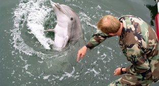 Как готовят боевых дельфинов (8 фото)