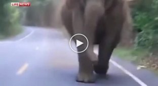 Разъяренный слон топчет автомобиль