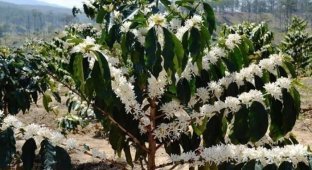 Как цветет кофейное дерево (5 фото)