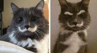 Кошки с необычными окрасами на морде напоминающие усы (17 фото)