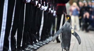 В Шотландии пингвин получил военный орден и стал полковником (4 фото + 1 видео)