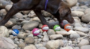 Мячики для собак Rogz Grinz (9 фото)
