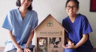 Домики для кошки из картона (16 фото)
