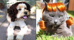 Модные парики для домашних животных (15 фото)