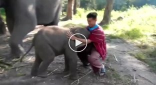 Слоненок пристает к туристу