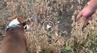 Мишь перехитрила собак в поле