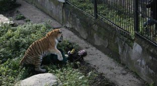 В калининградском зоопарке амурский тигр напал на сотрудницу (2 фото)
