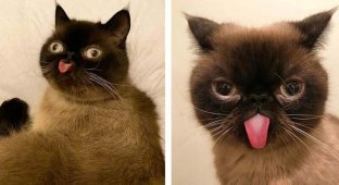 Кот с постоянно высунутым языком стал звездой Инстаграма (11 фото)