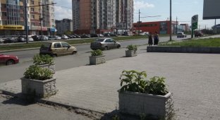 Странные декоративные клумбы в Екатеринбурге (2 фото)
