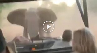 Слон напугал туристов