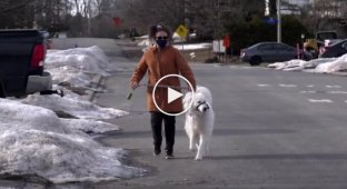 Верная собака остановила движение, чтобы спасти жизнь своей хозяйке