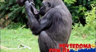  Трагедия гориллы Ганы (3 фото)