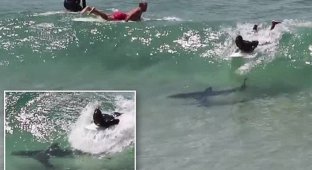 Шок: акулы атакуют серферов на пляжах Австралии! (11 фото + 1 видео)