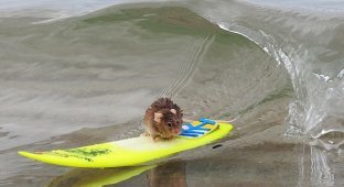 Мышка-серфингист (4 фото + видео)