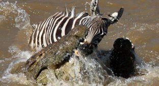 Крокодилы нападают зебр, пересекающих реку Мара в Кении (12 фото)