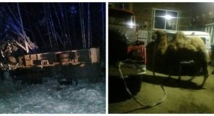 Верблюда Славика восемь часов спасали из ДТП под Иркутском (3 фото + 1 видео)