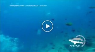 Огромная стая акул-молотов проплыла вблизи аквалангистов