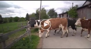Радостные коровы впервые увидели траву после зимы