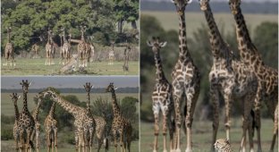 Гепард отдыхает среди жирафов (11 фото)