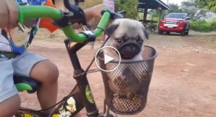 Мальчишка едет на велосипеде с большим семейством щенков на привязи