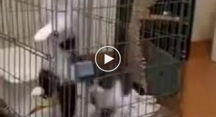 Кошки устроили бешеный забег в клетке