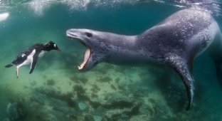 Фатальная встреча с тюленем (9 фото)