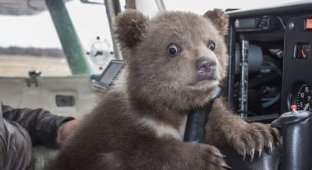 На аэродроме под Тверью живет медвежонок по кличке Мансур (7 фото)