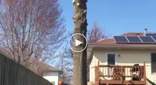 Точный расчет при срубывание большого дерева