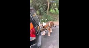 Тигр зубами переместил автомобиль, заехавший на его территорию