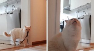 Хозяин показал, как коты переживают одиночество (4 фото + 1 видео)