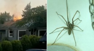 Хотел убить паука, спалил дом (5 фото)
