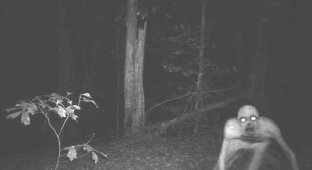 14 самых жутких кадров с охотничьих камер ночного видения (15 фото)