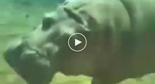 Ловкость бегемота под водой