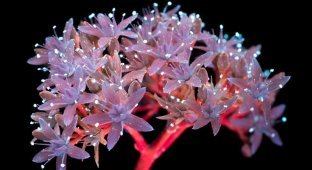 Ультрафиолетовая съёмка, неожиданно открывшая невероятно красивую флуоресценцию цветов (17 фото)