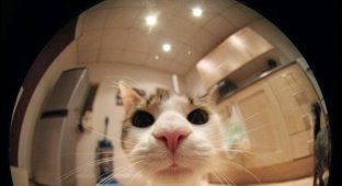 Снимки котэ с эффектом "Рыбий глаз" - ожидания и реальность (2 фото)