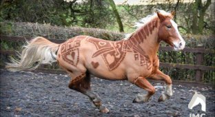 Фигурные стрижки лошадей от британской художницы (9 фото)