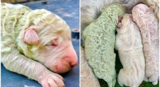 Фисташка: в Италии родился щенок с редчайшим окрасом (6 фото)
